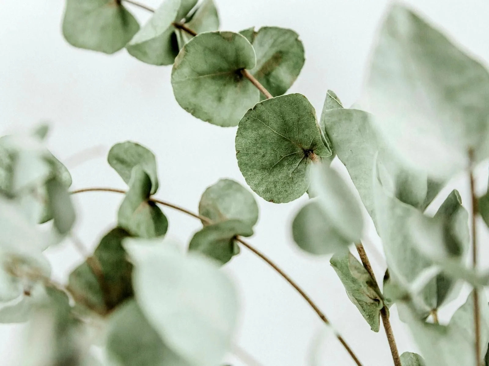 Close-up of rounded green eucalyptus leaves used to illustrate the lyocell material story.