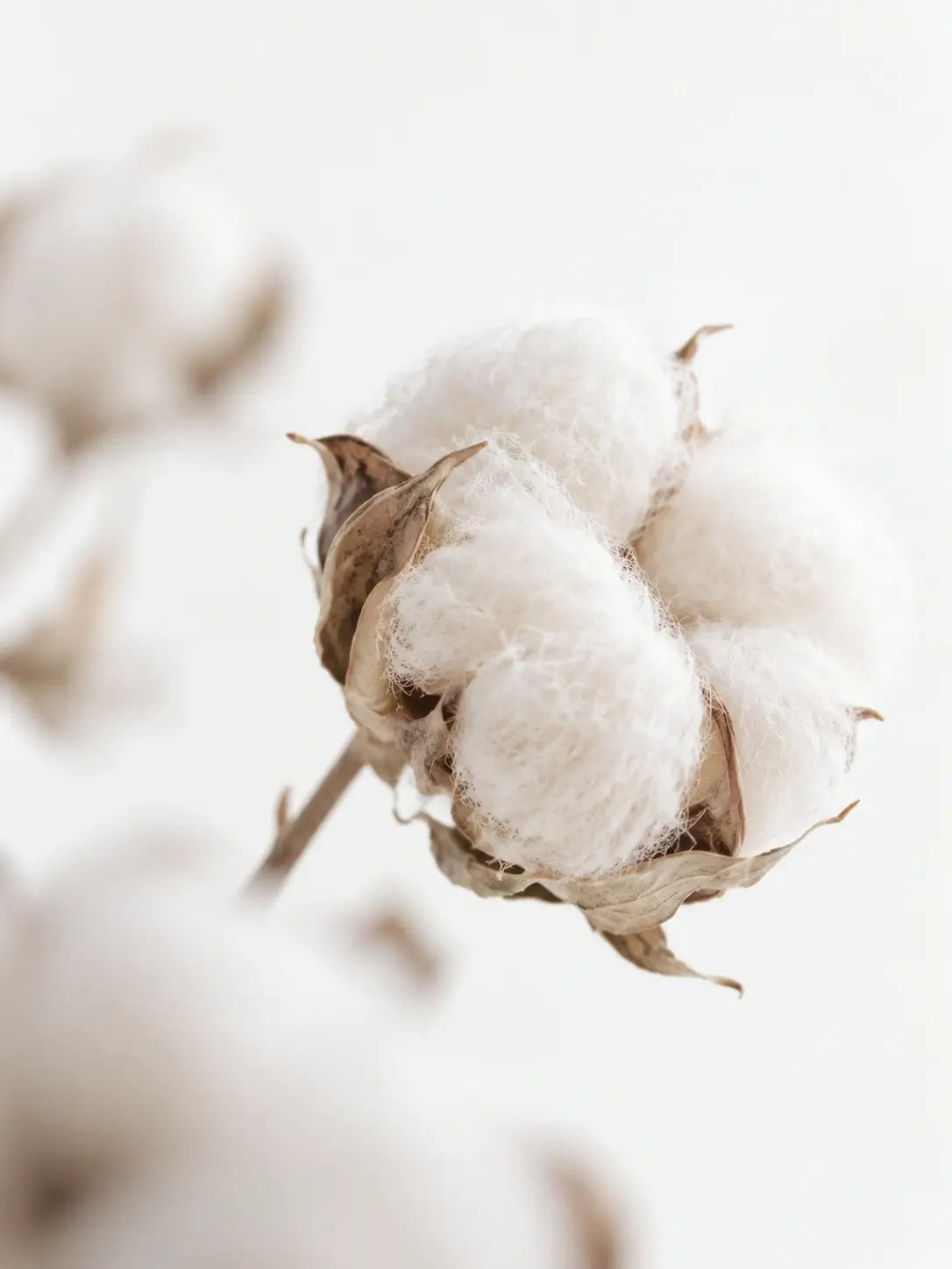 Close-up of white cotton fibers in an open cotton boll.